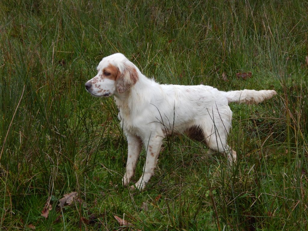 du Mas d'Eyraud - Chiot disponible  - Setter Anglais