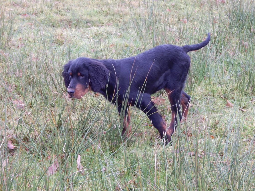 du Mas d'Eyraud - Chiot disponible  - Setter Gordon