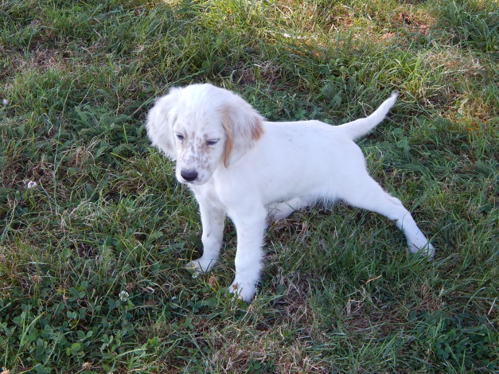 du Mas d'Eyraud - Chiot disponible  - Setter Anglais