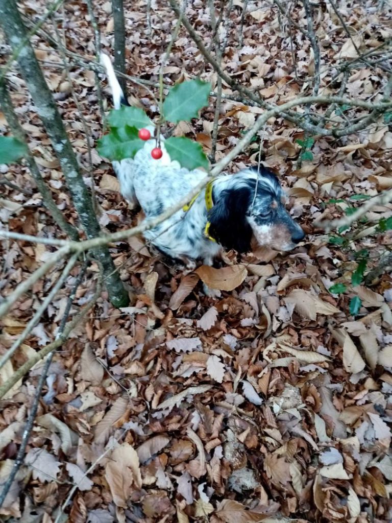Nova du Mas d'Eyraud