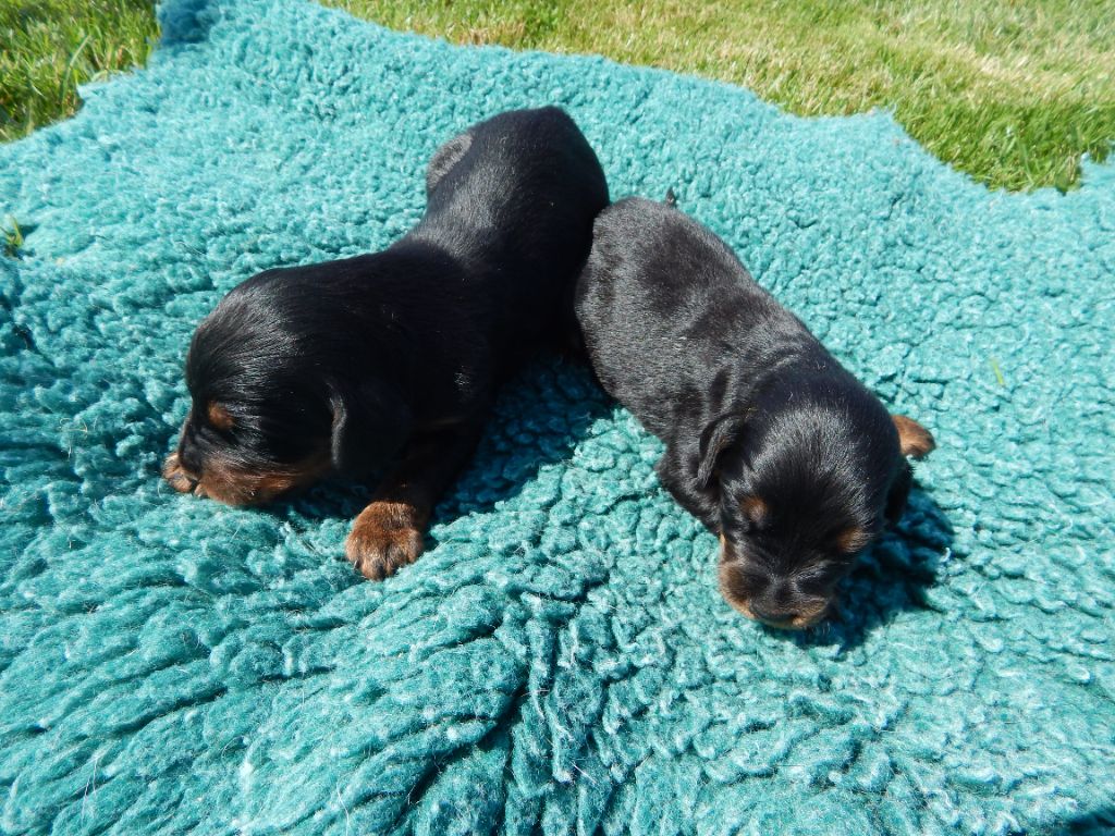 BB JAFFA X MORIN