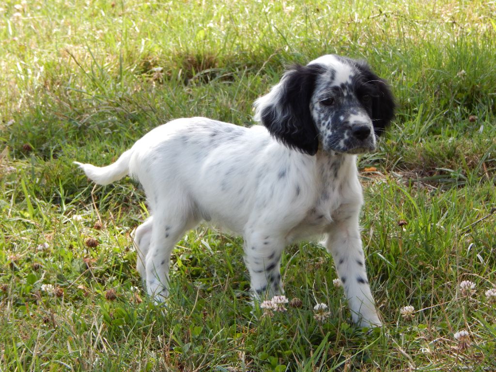 du Mas d'Eyraud - Chiots disponibles - Setter Anglais
