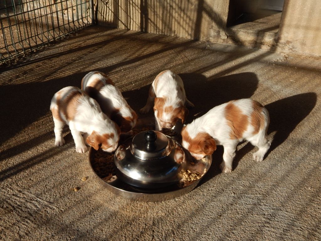 Chiot Epagneul Breton du Mas d'Eyraud
