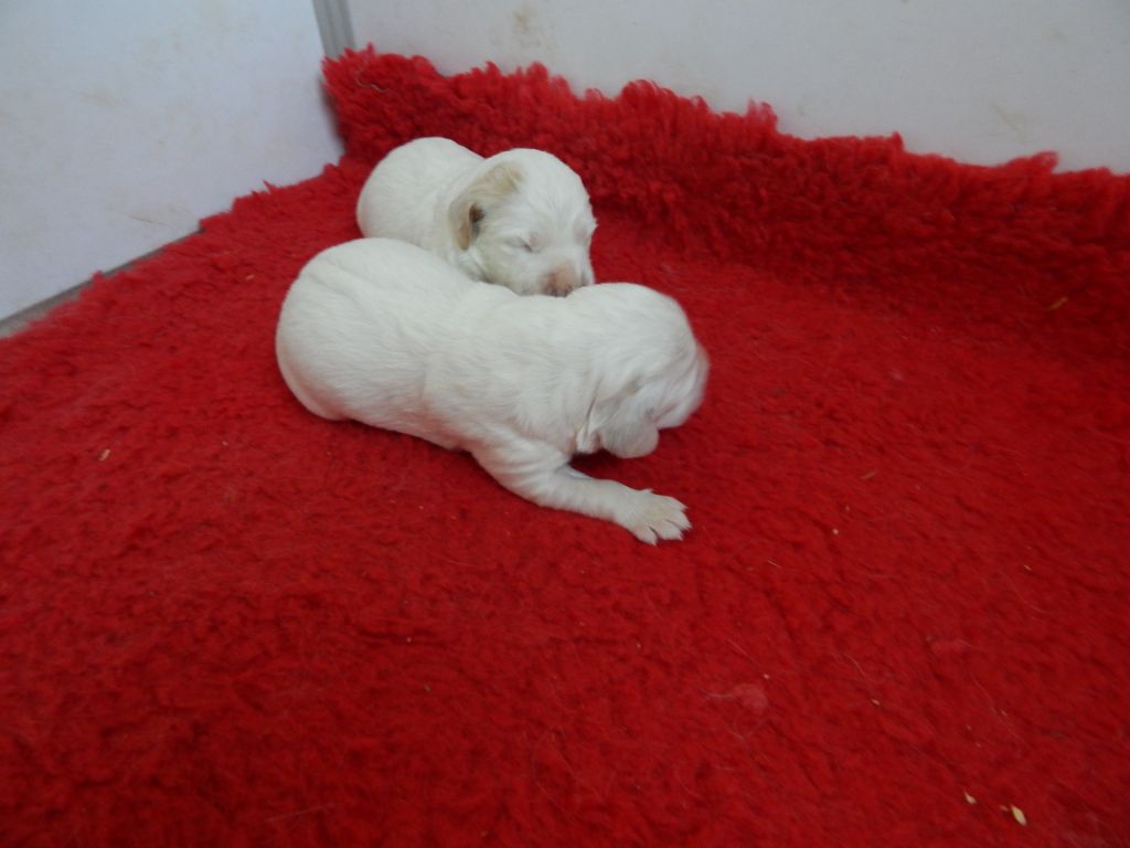 du Mas d'Eyraud - Chiots disponibles - Setter Anglais
