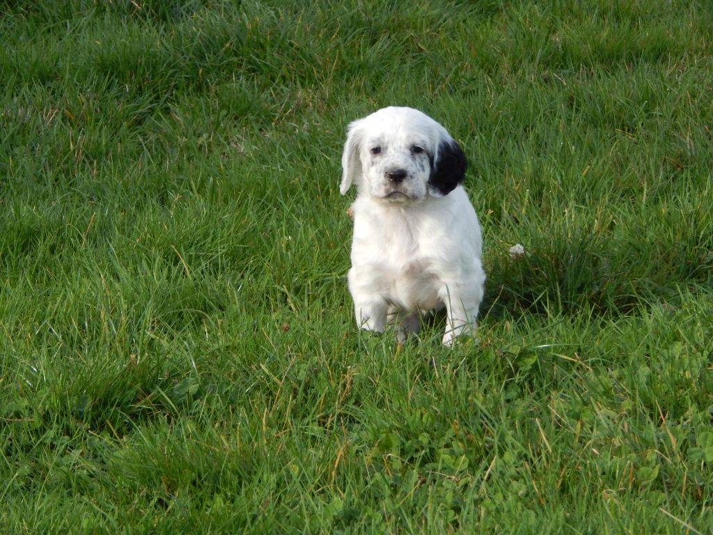 du Mas d'Eyraud - Chiots disponibles - Setter Anglais