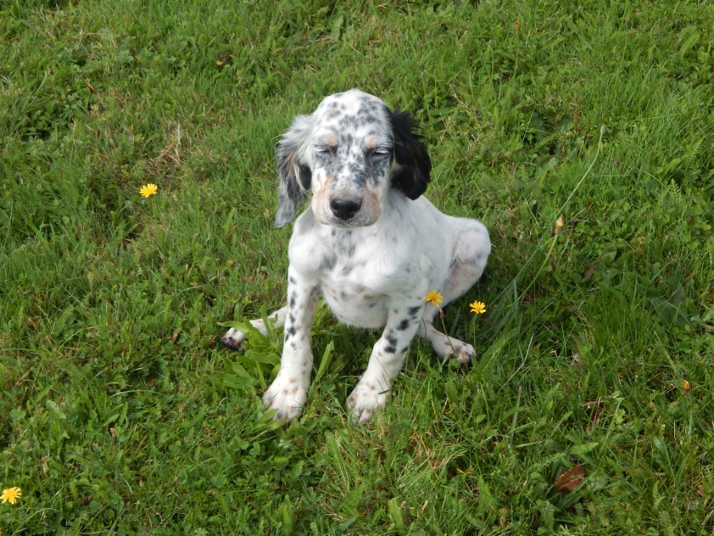Chiot Setter Anglais du Mas d'Eyraud