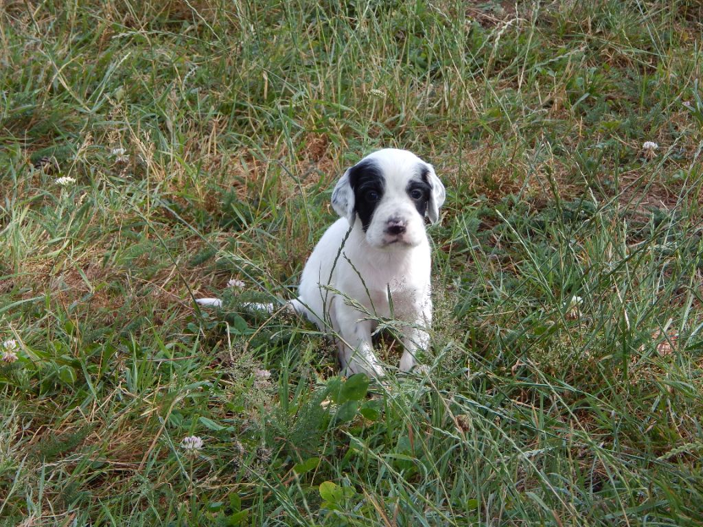 du Mas d'Eyraud - Chiots disponibles - Setter Anglais