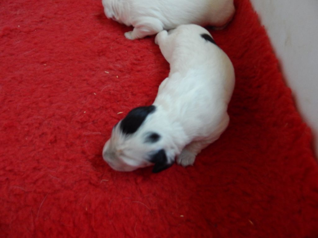 du Mas d'Eyraud - Chiots disponibles - Setter Anglais