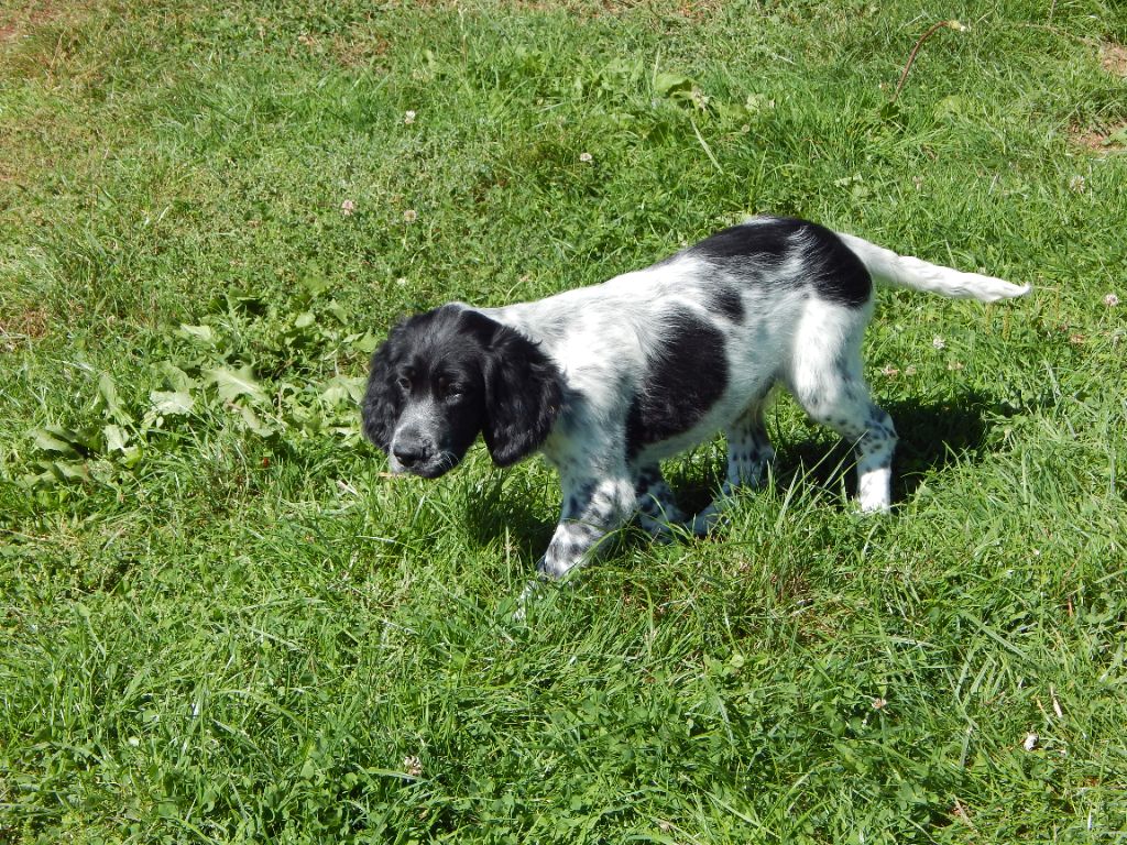 du Mas d'Eyraud - Chiots disponibles - Setter Anglais