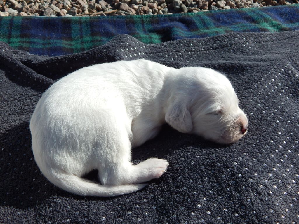 du Mas d'Eyraud - Chiots disponibles - Setter Anglais