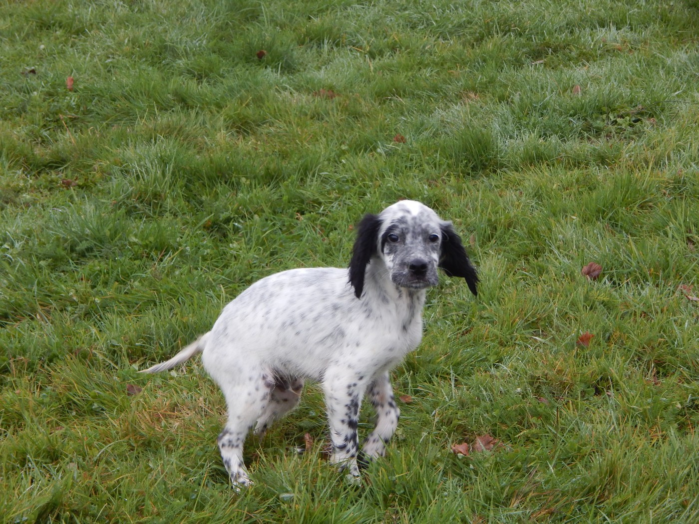 du Mas d'Eyraud - Chiots disponibles - Setter Anglais