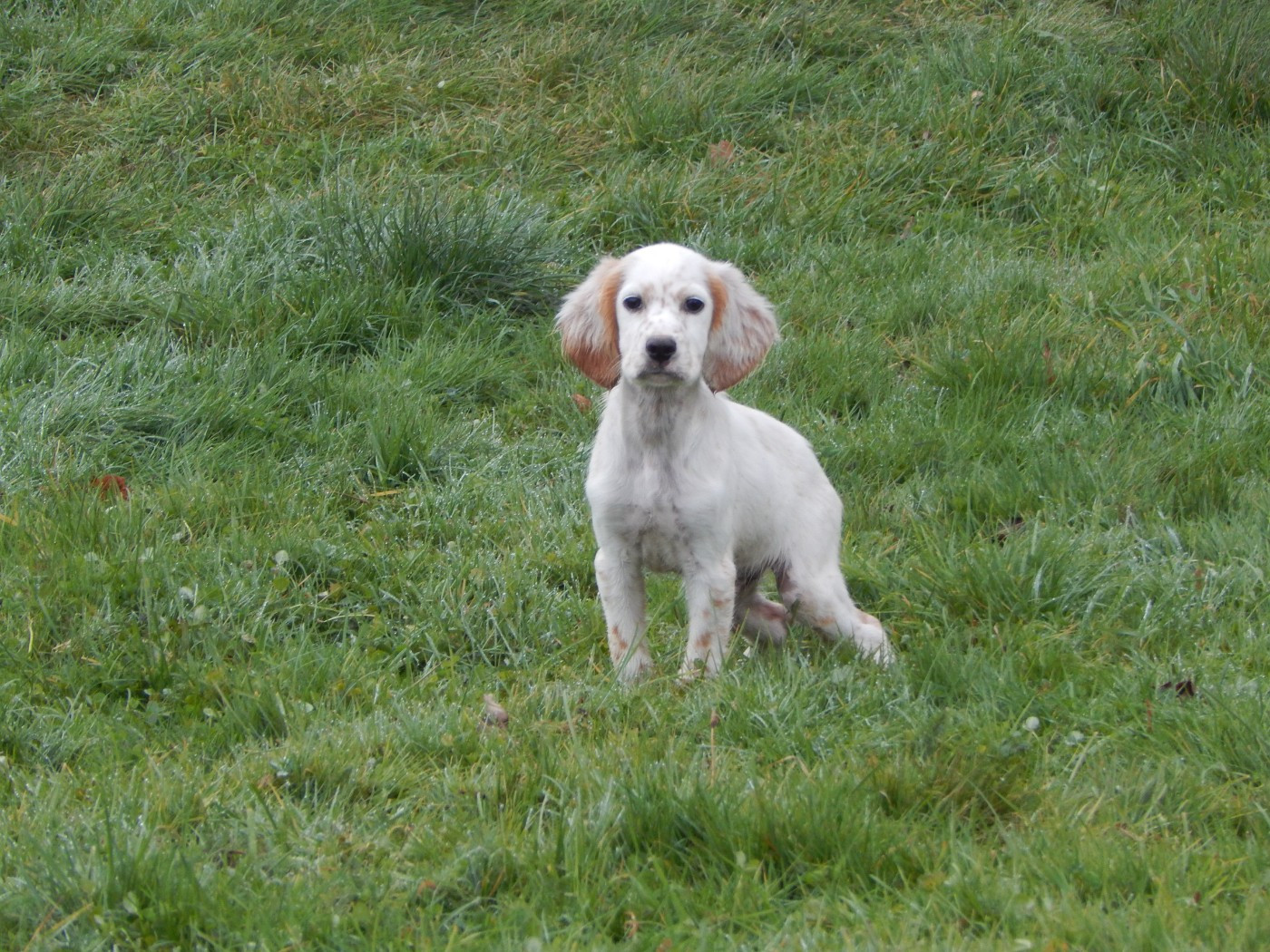 du Mas d'Eyraud - Setter Anglais - Portée née le 05/09/2025