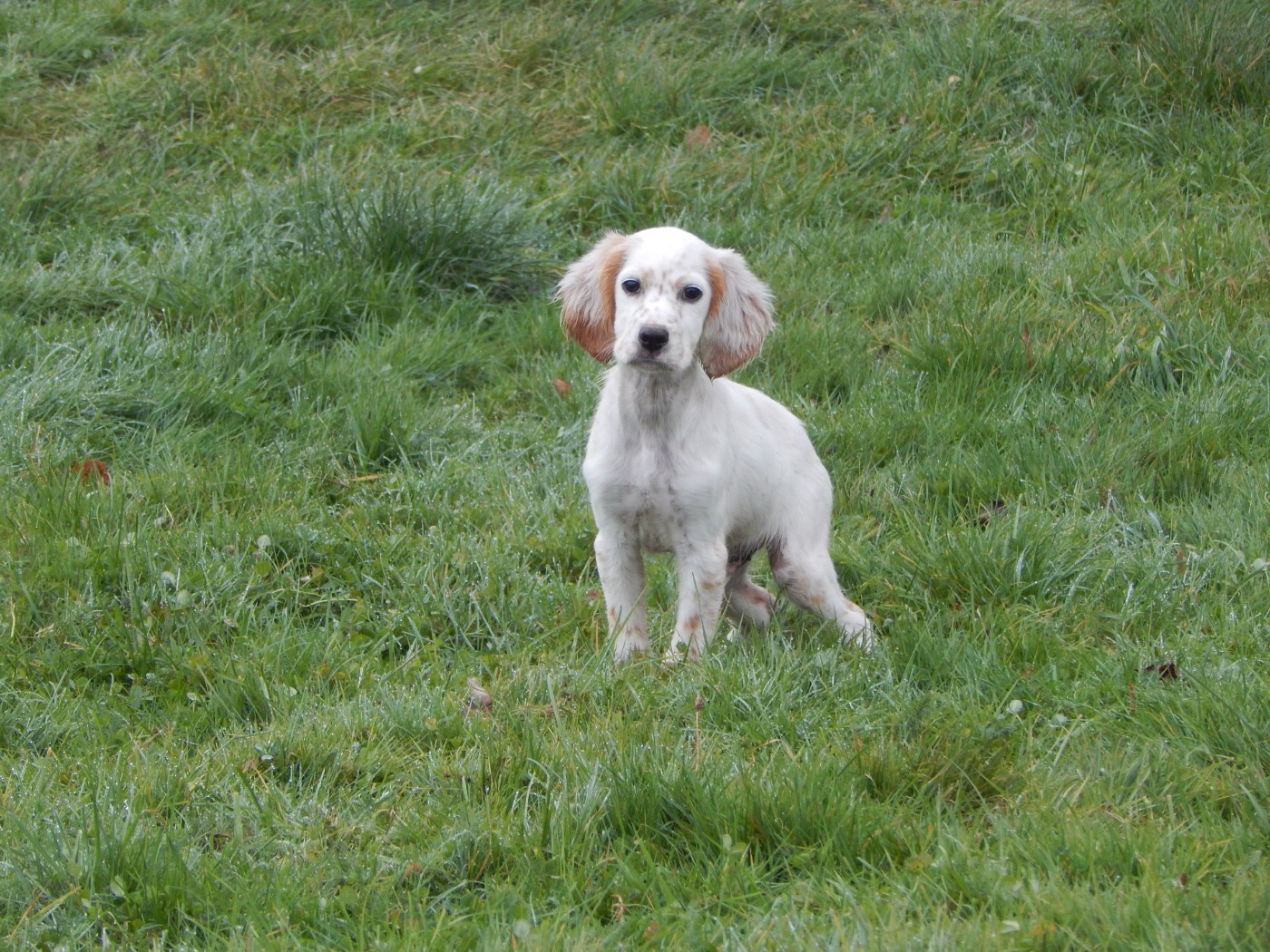 du Mas d'Eyraud - Chiots disponibles - Setter Anglais