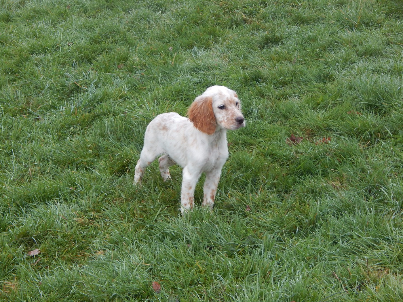 du Mas d'Eyraud - Chiots disponibles - Setter Anglais