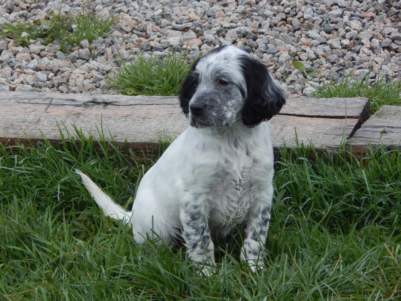 du Mas d'Eyraud - Chiots disponibles - Setter Anglais