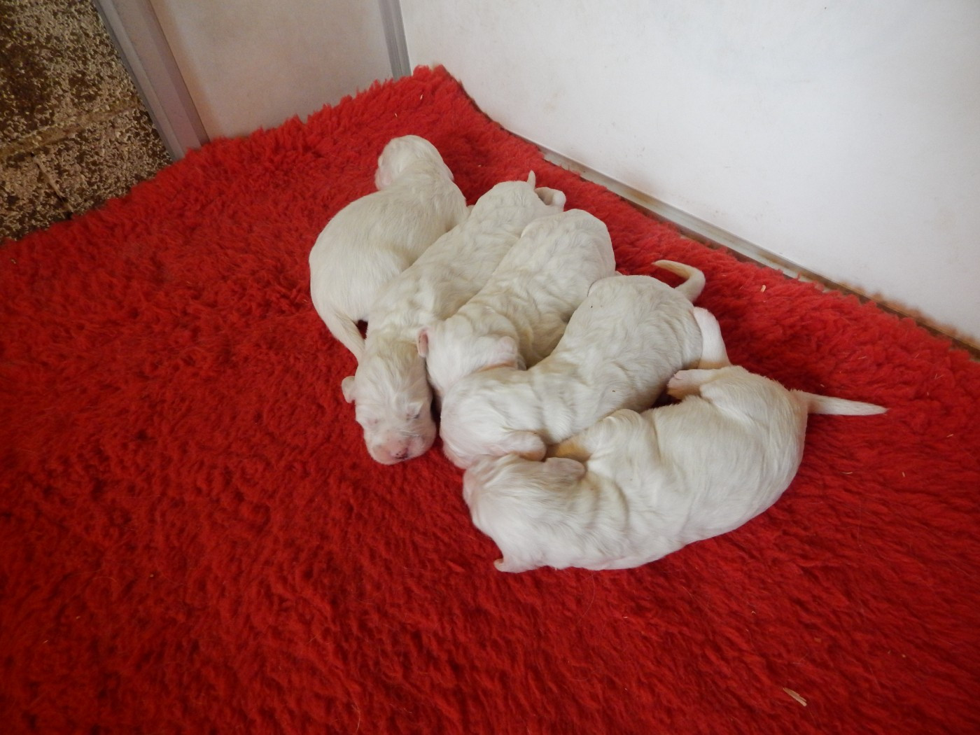 Chiot Setter Anglais du Mas d'Eyraud