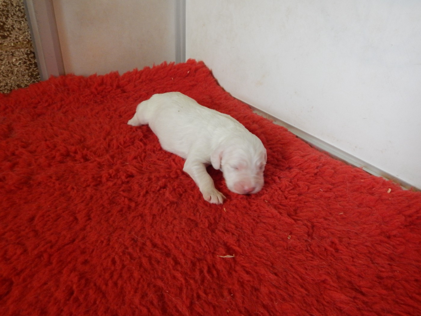 du Mas d'Eyraud - Chiots disponibles - Setter Anglais
