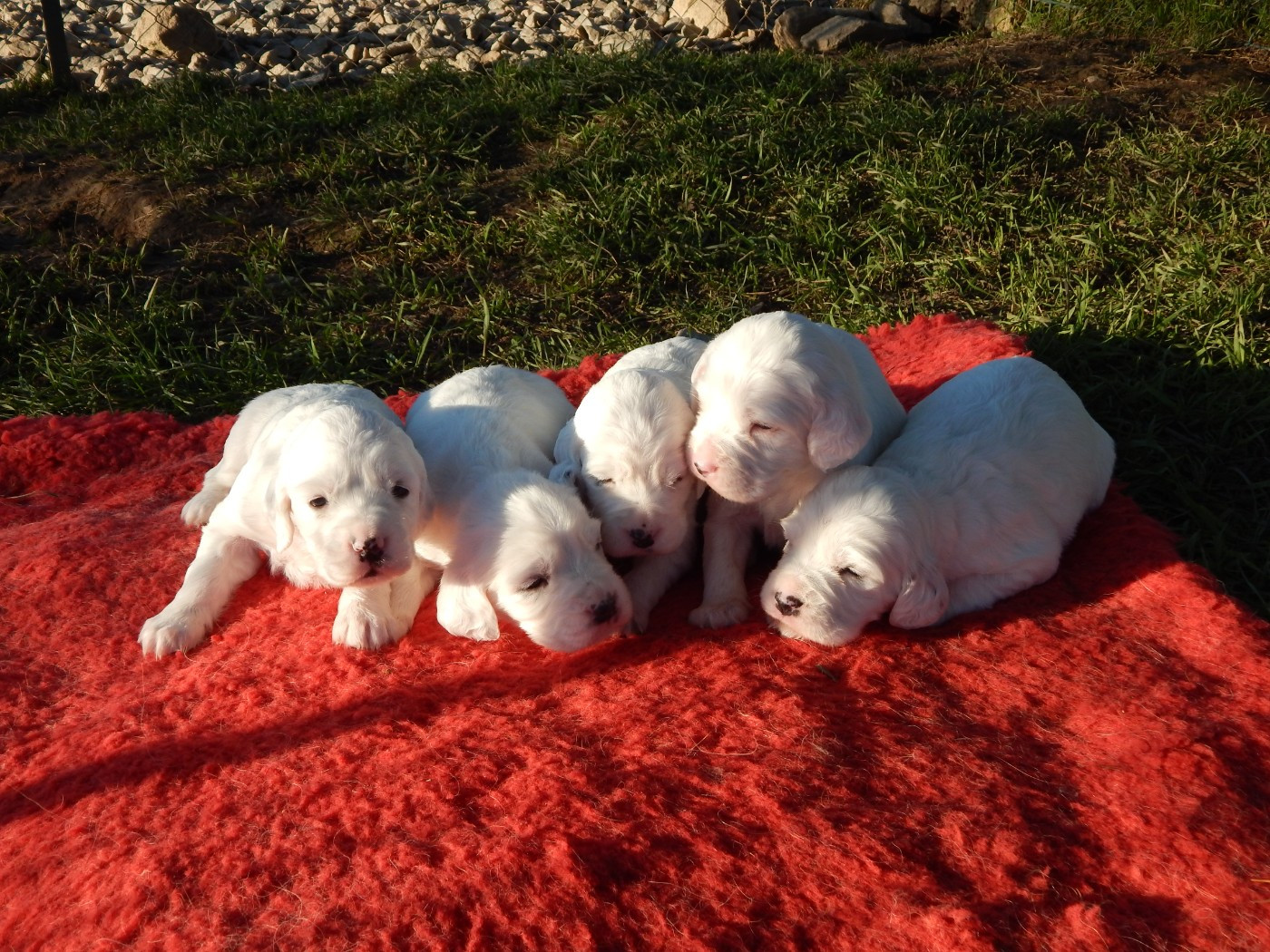 du Mas d'Eyraud - Setter Anglais - Portée née le 17/11/2025