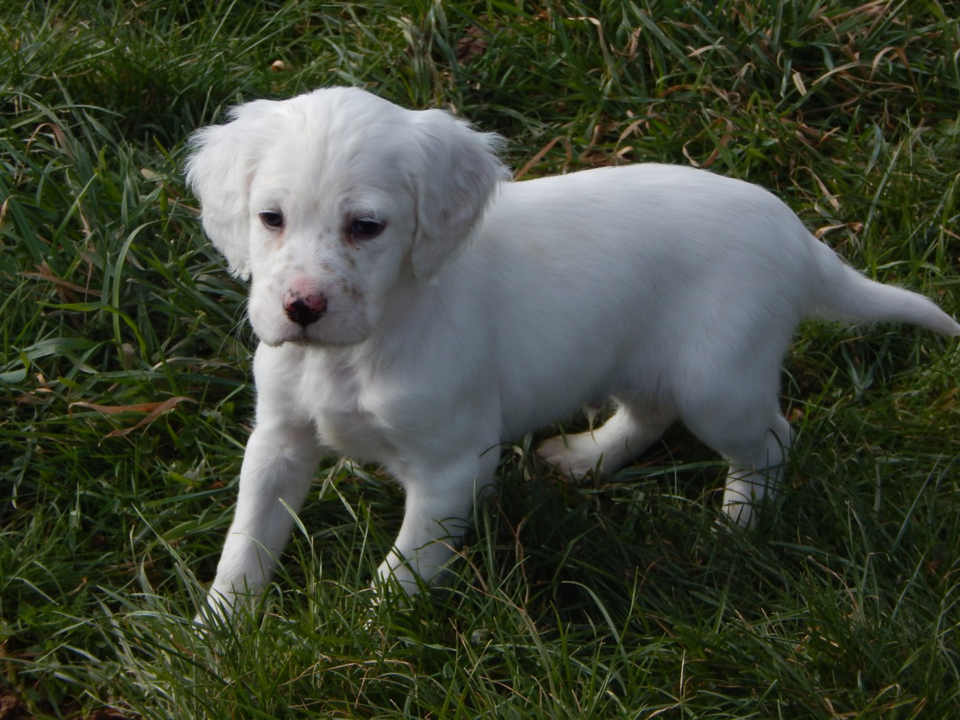 du Mas d'Eyraud - Chiots disponibles - Setter Anglais