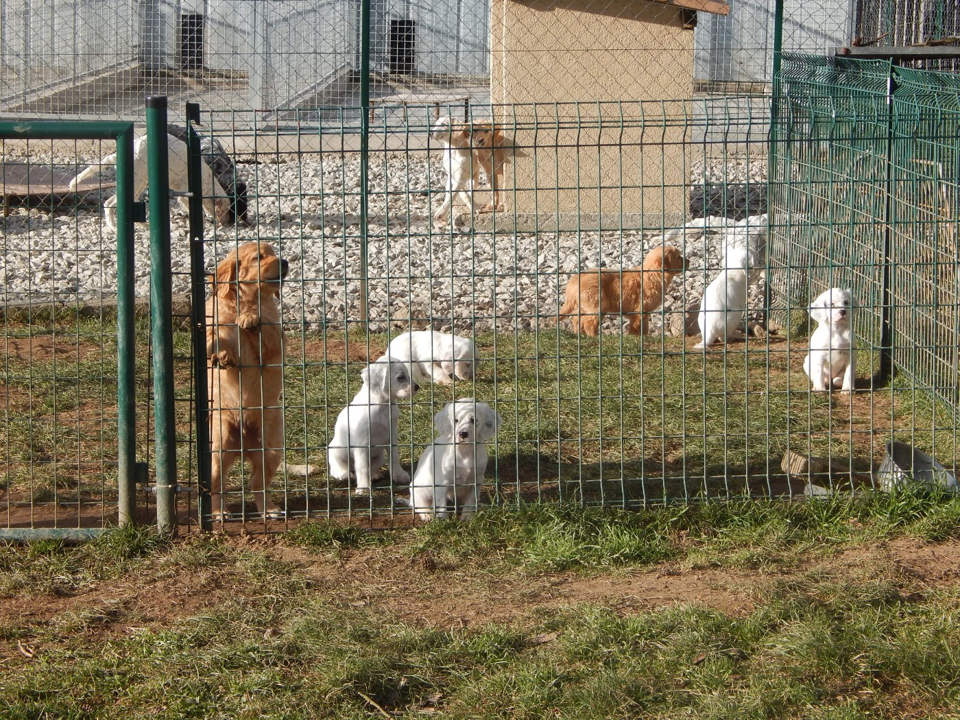 du Mas d'Eyraud - Setter Anglais - Portée née le 17/11/2025