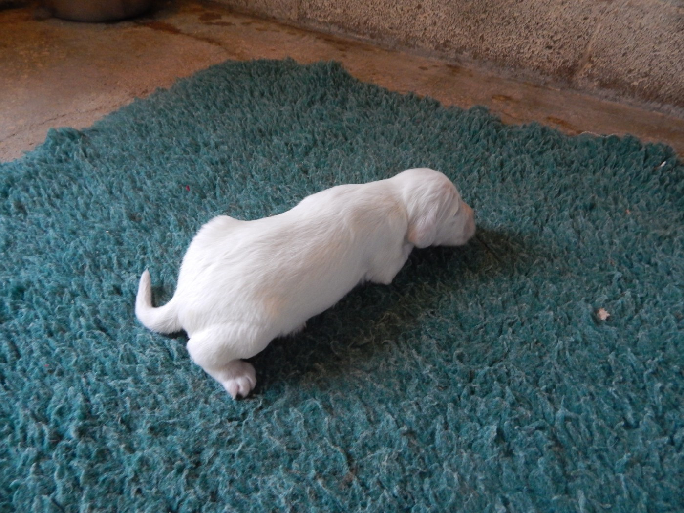 du Mas d'Eyraud - Chiots disponibles - Setter Anglais