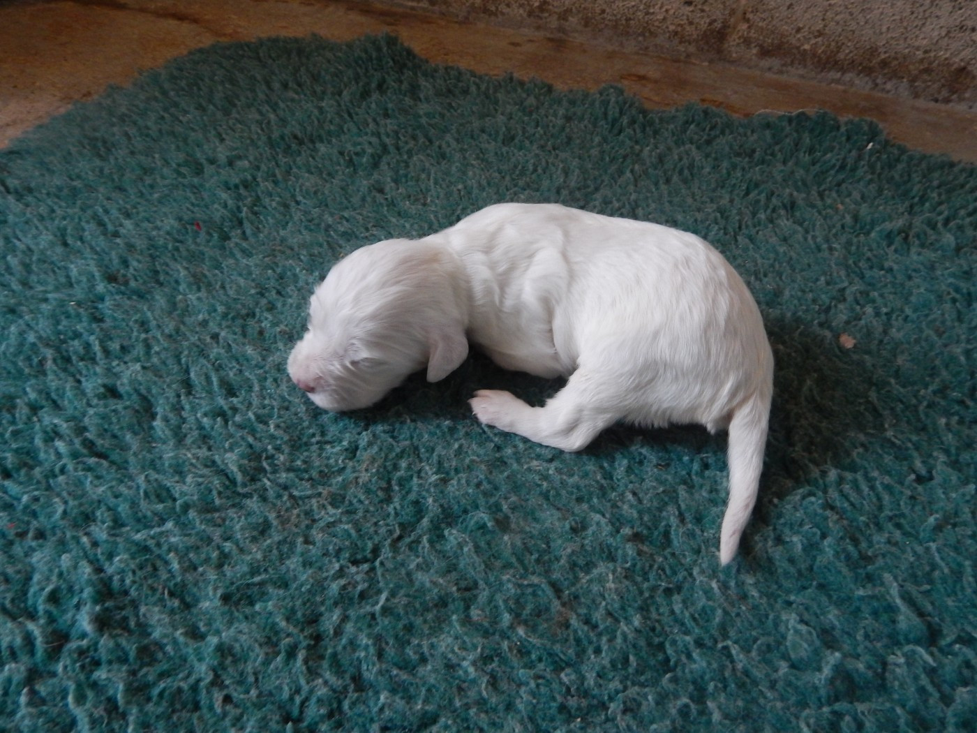 du Mas d'Eyraud - Chiots disponibles - Setter Anglais