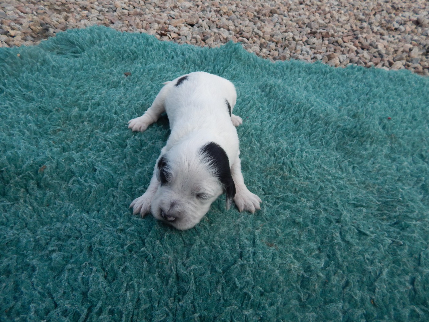 du Mas d'Eyraud - Chiots disponibles - Setter Anglais