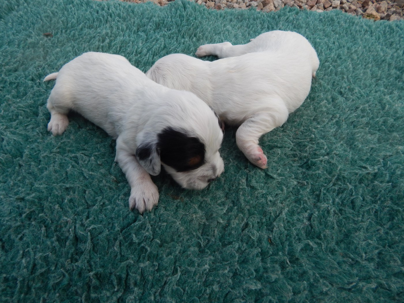 du Mas d'Eyraud - Chiots disponibles - Setter Anglais