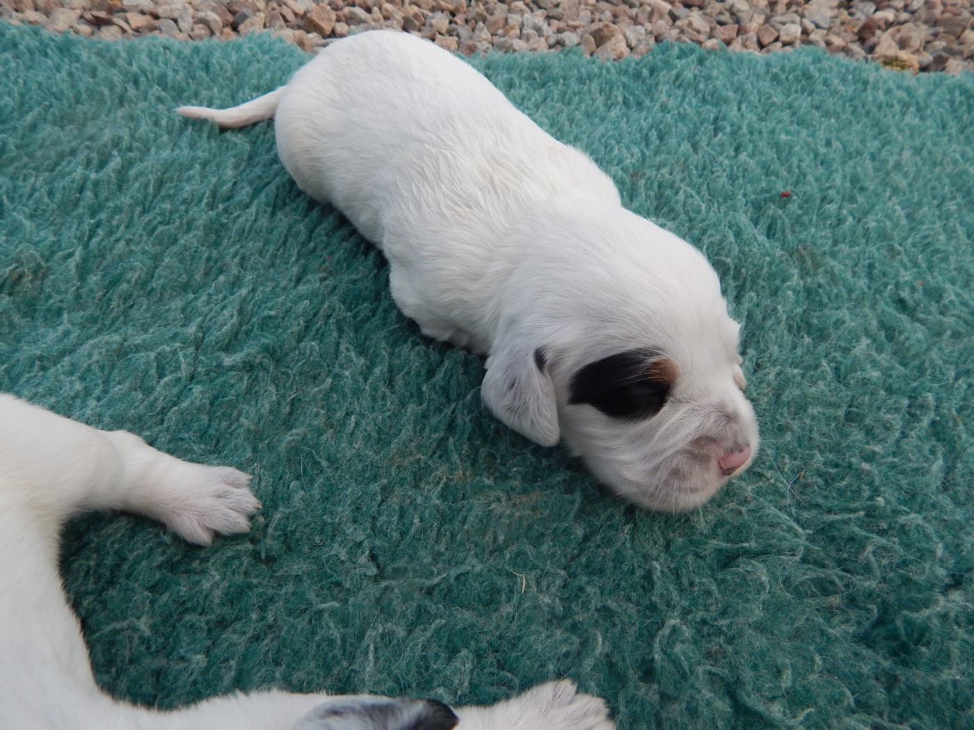 du Mas d'Eyraud - Chiots disponibles - Setter Anglais