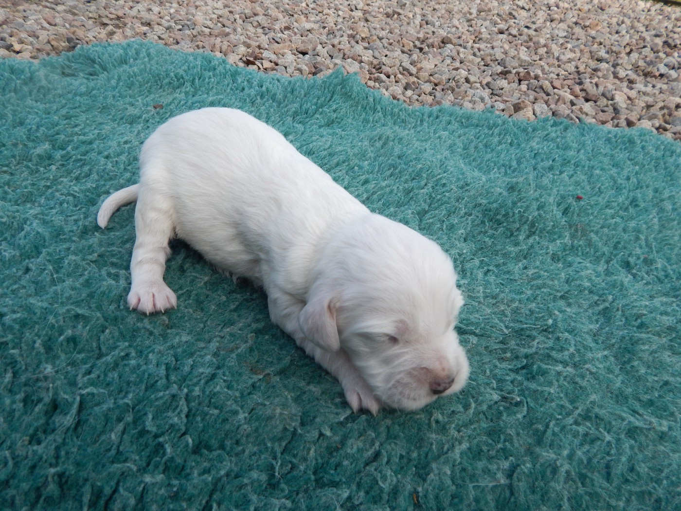 du Mas d'Eyraud - Chiots disponibles - Setter Anglais