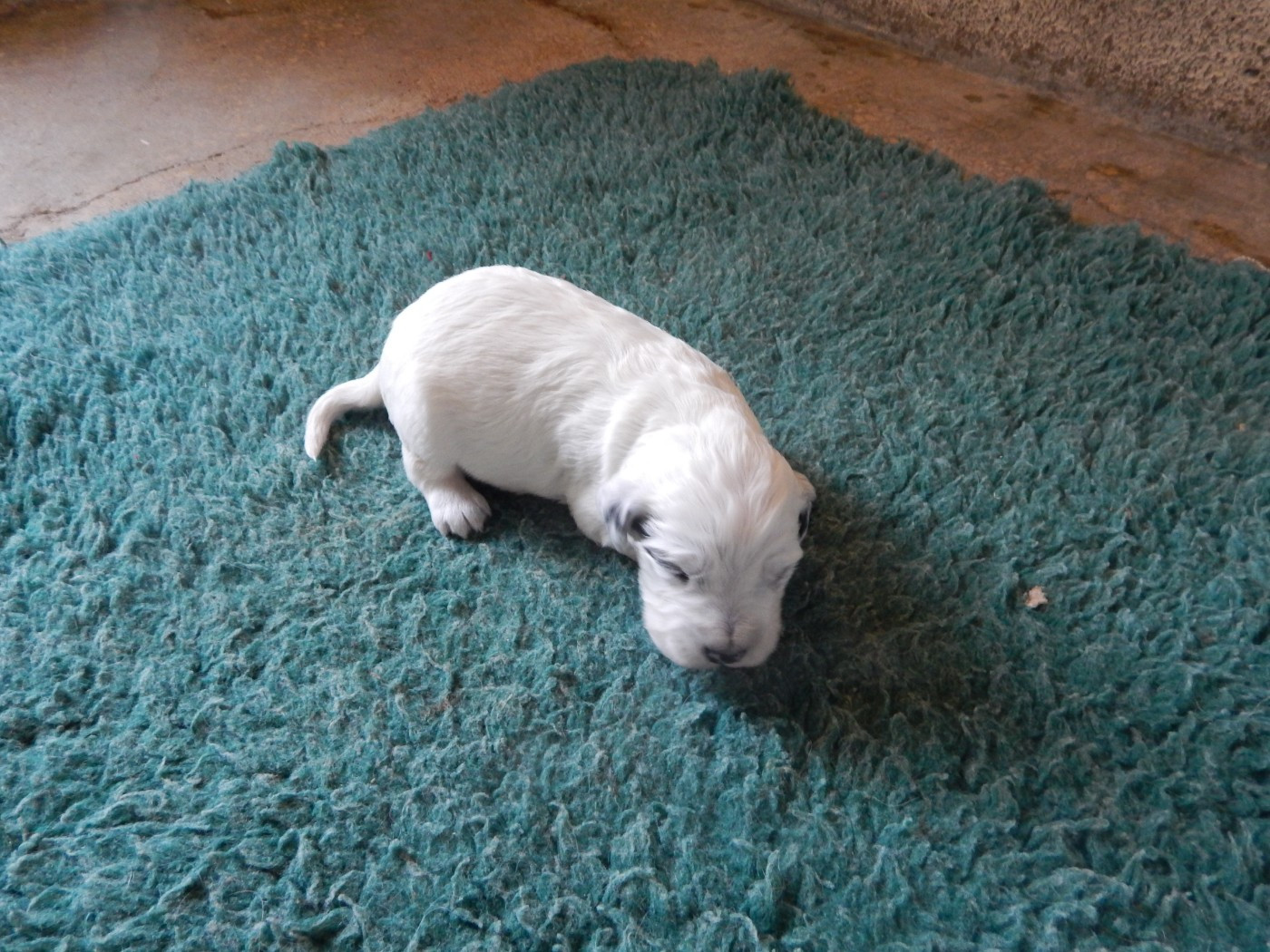 du Mas d'Eyraud - Chiots disponibles - Setter Anglais