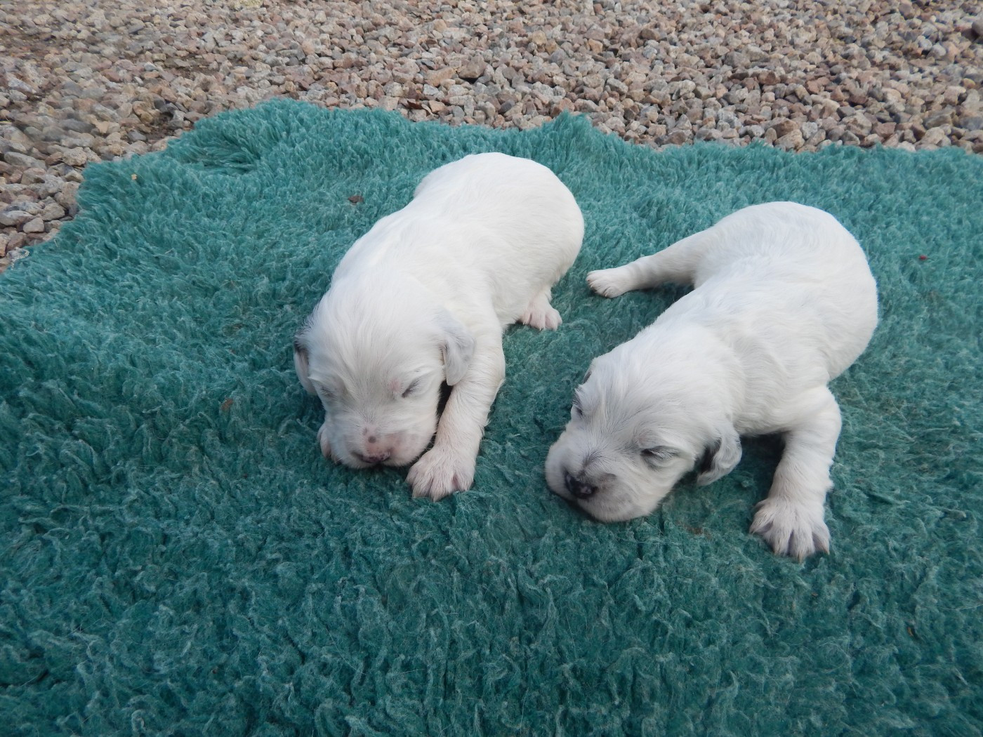 du Mas d'Eyraud - Chiots disponibles - Setter Anglais