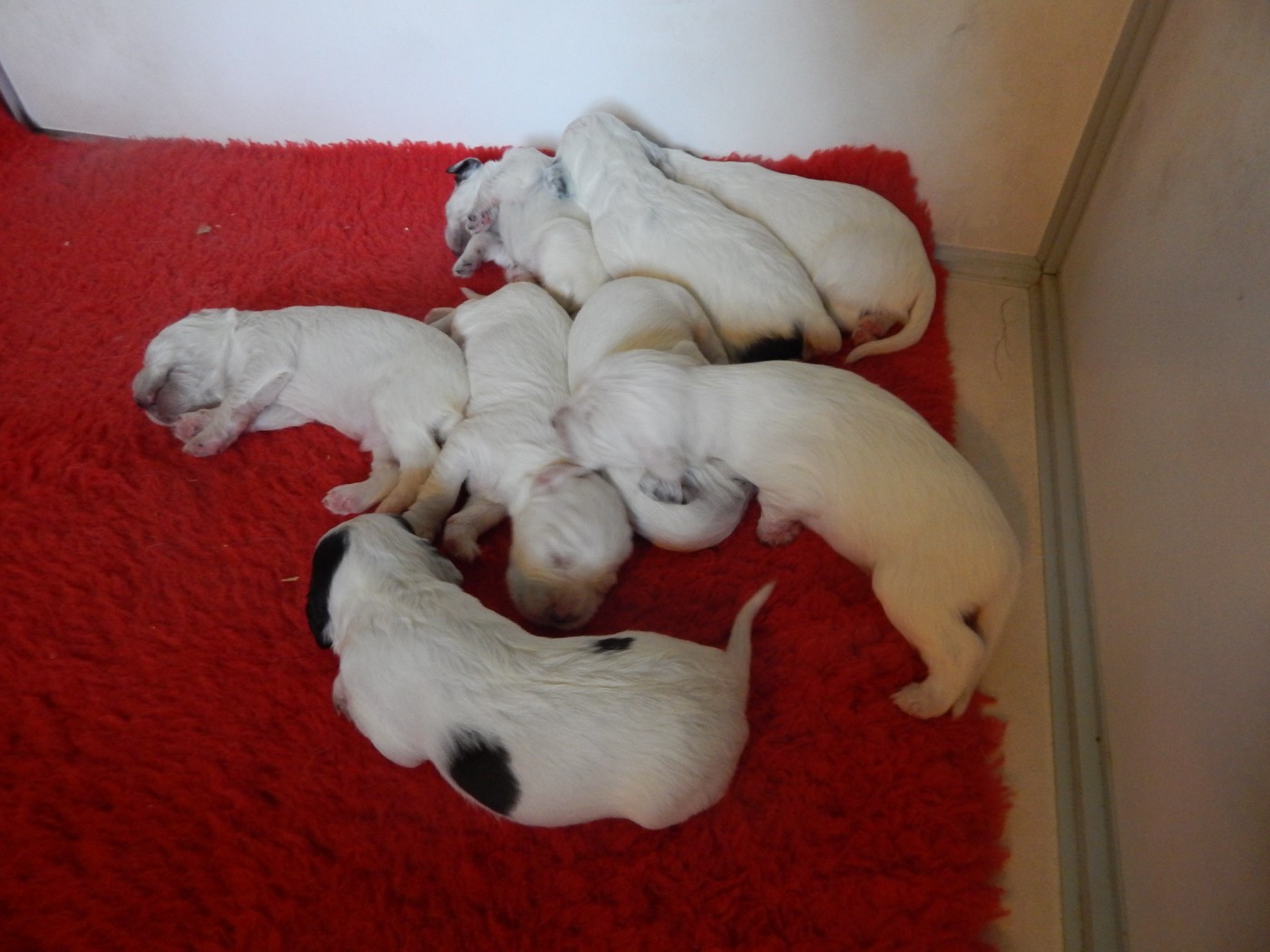 du Mas d'Eyraud - Setter Anglais - Portée née le 01/01/2026