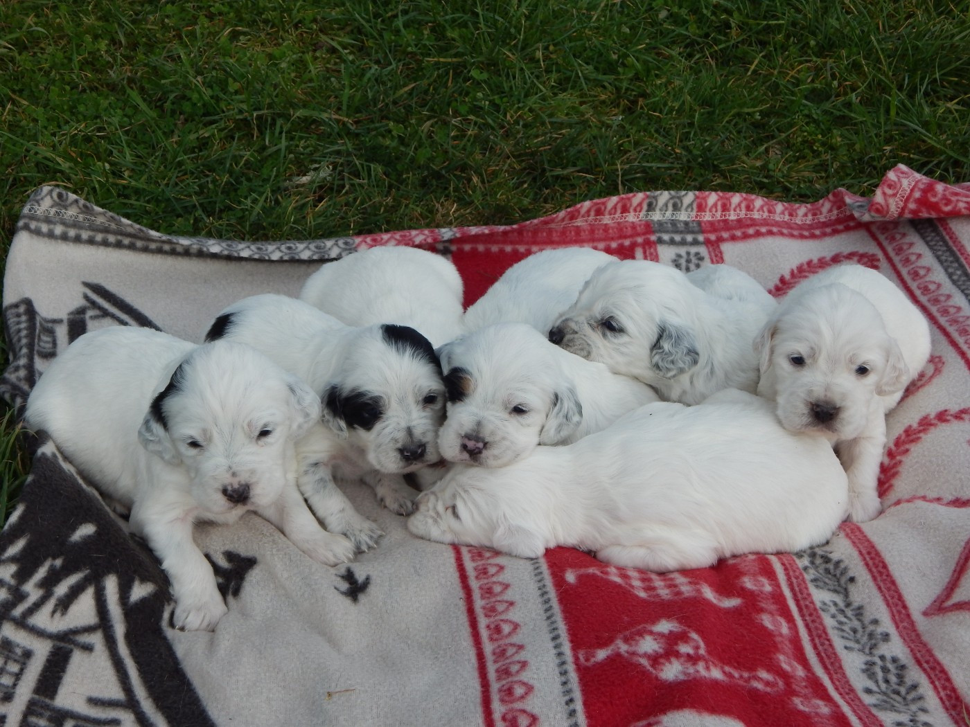 du Mas d'Eyraud - Setter Anglais - Portée née le 01/01/2026