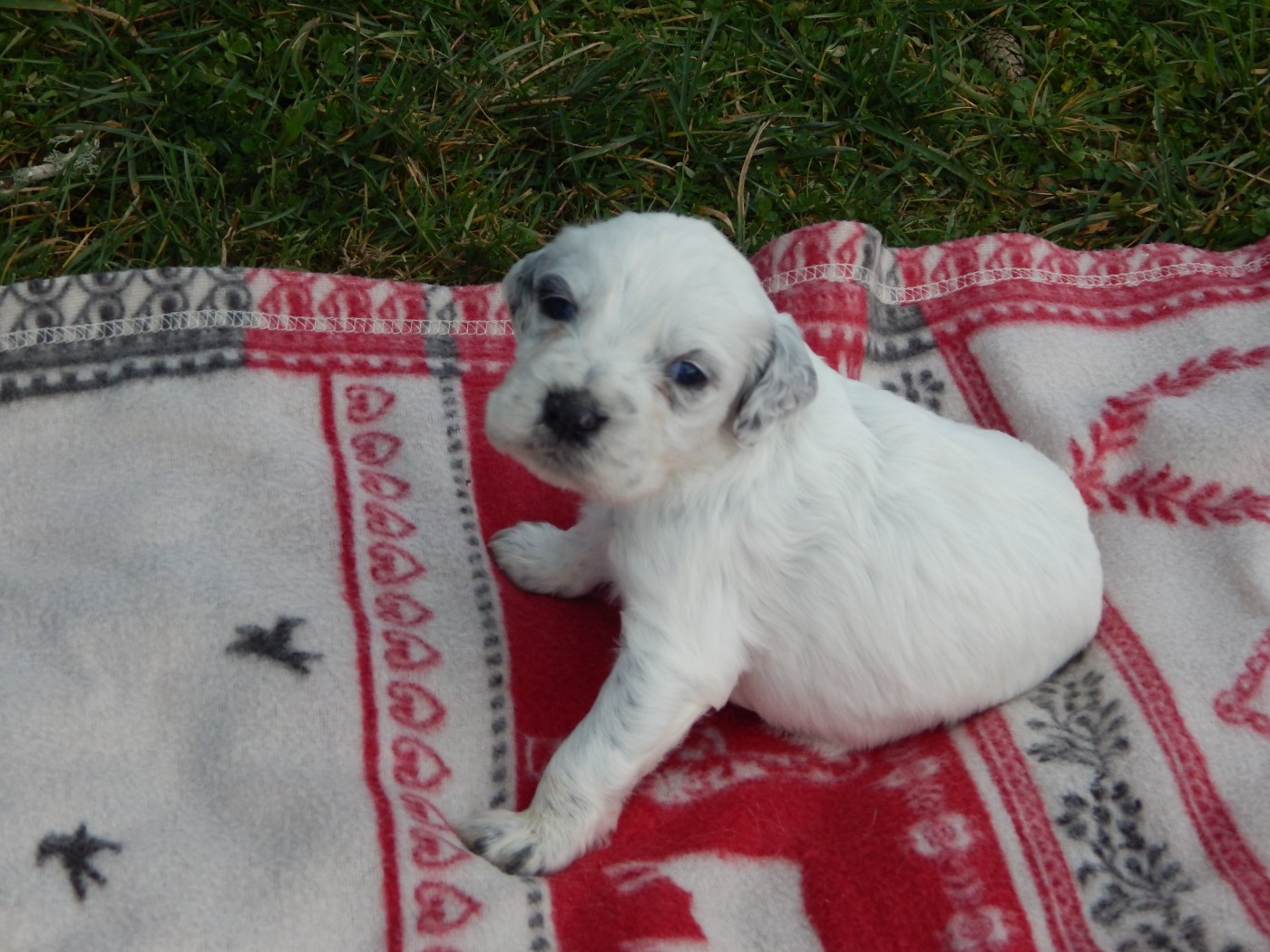 du Mas d'Eyraud - Chiots disponibles - Setter Anglais