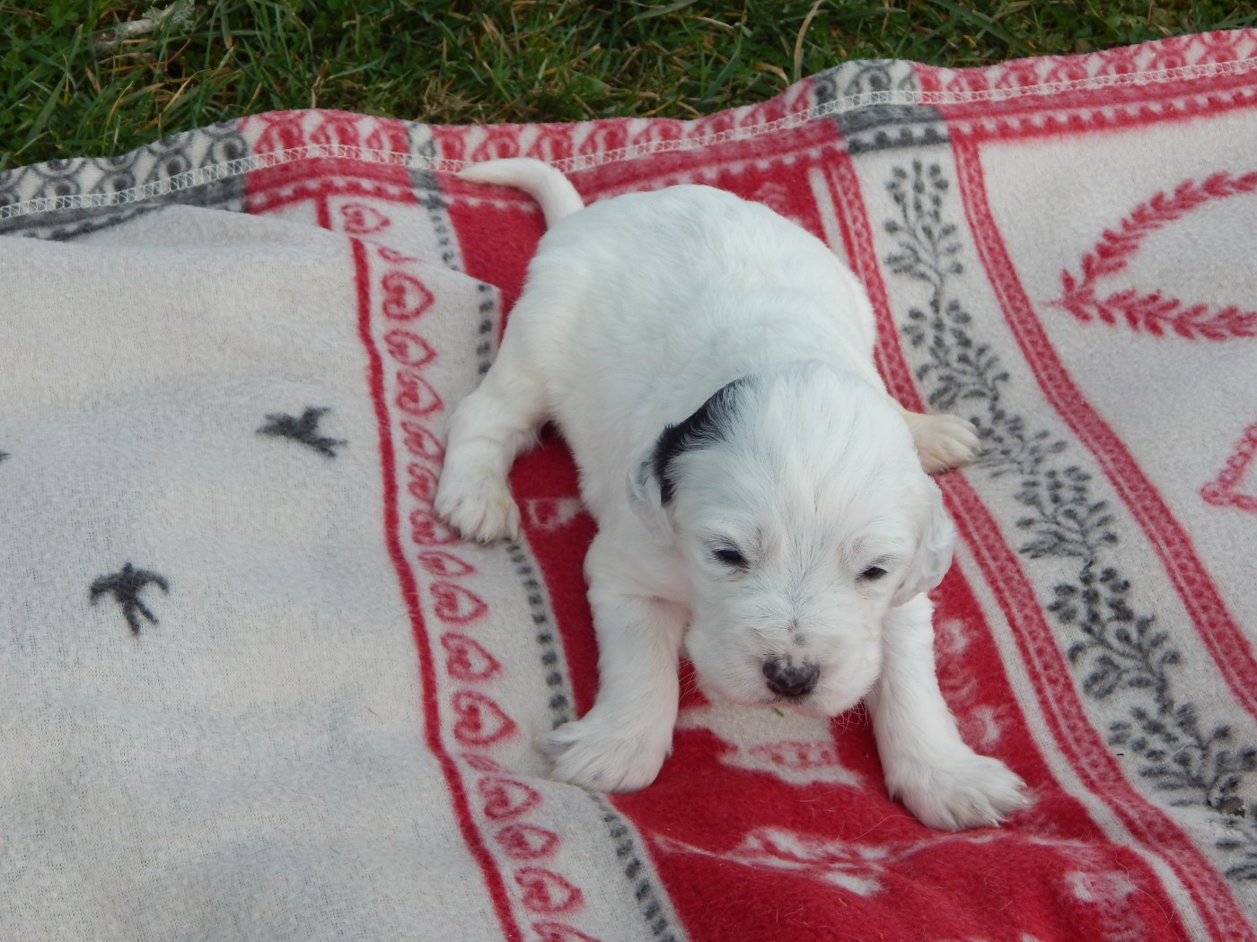 du Mas d'Eyraud - Chiots disponibles - Setter Anglais