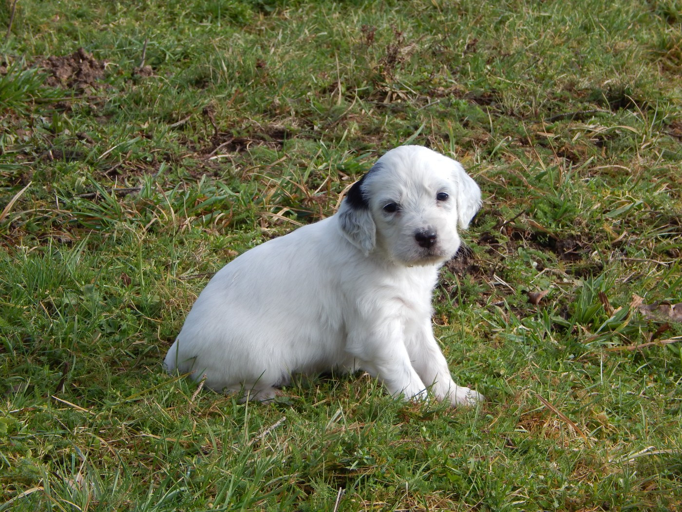 du Mas d'Eyraud - Chiots disponibles - Setter Anglais