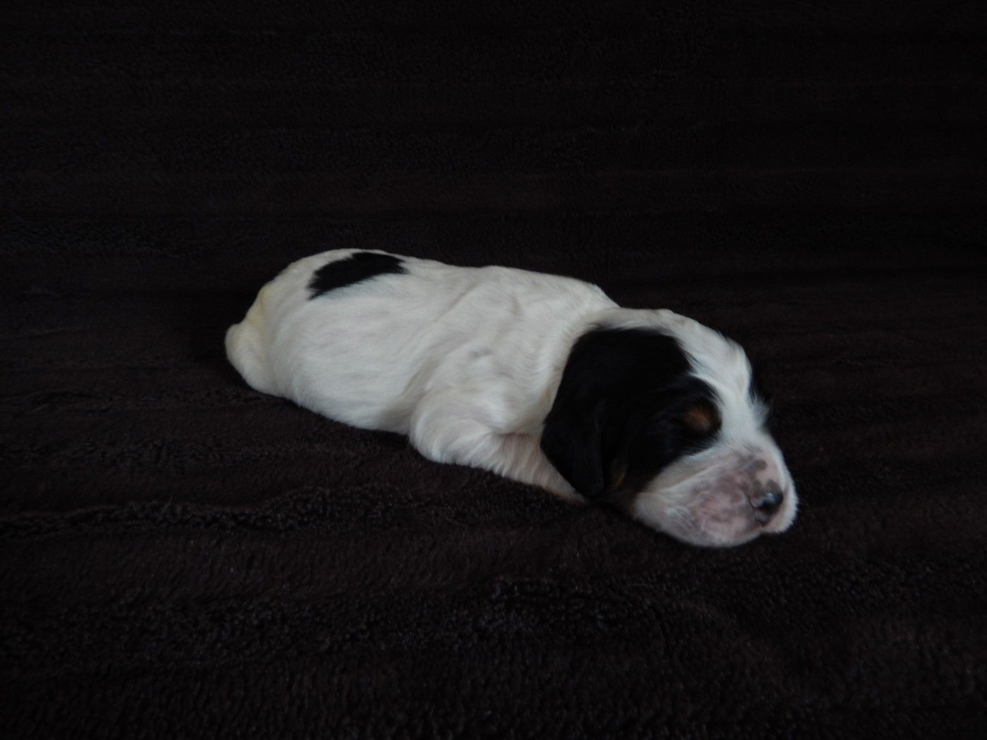 du Mas d'Eyraud - Chiots disponibles - Setter Anglais