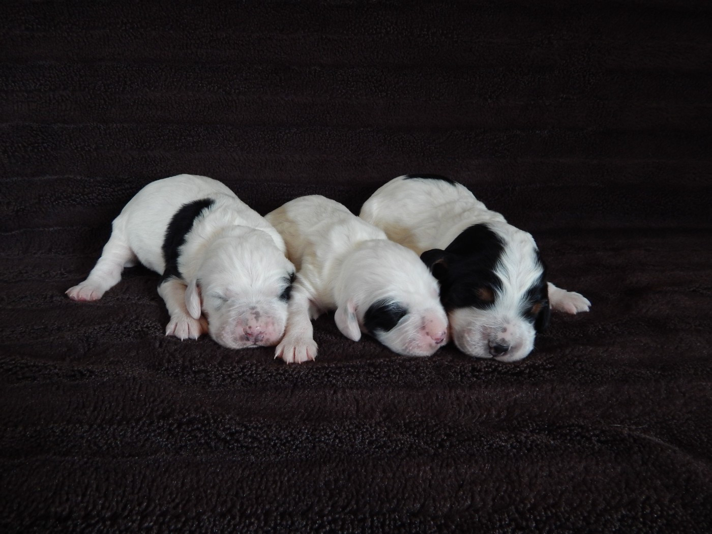 du Mas d'Eyraud - Setter Anglais - Portée née le 16/02/2026