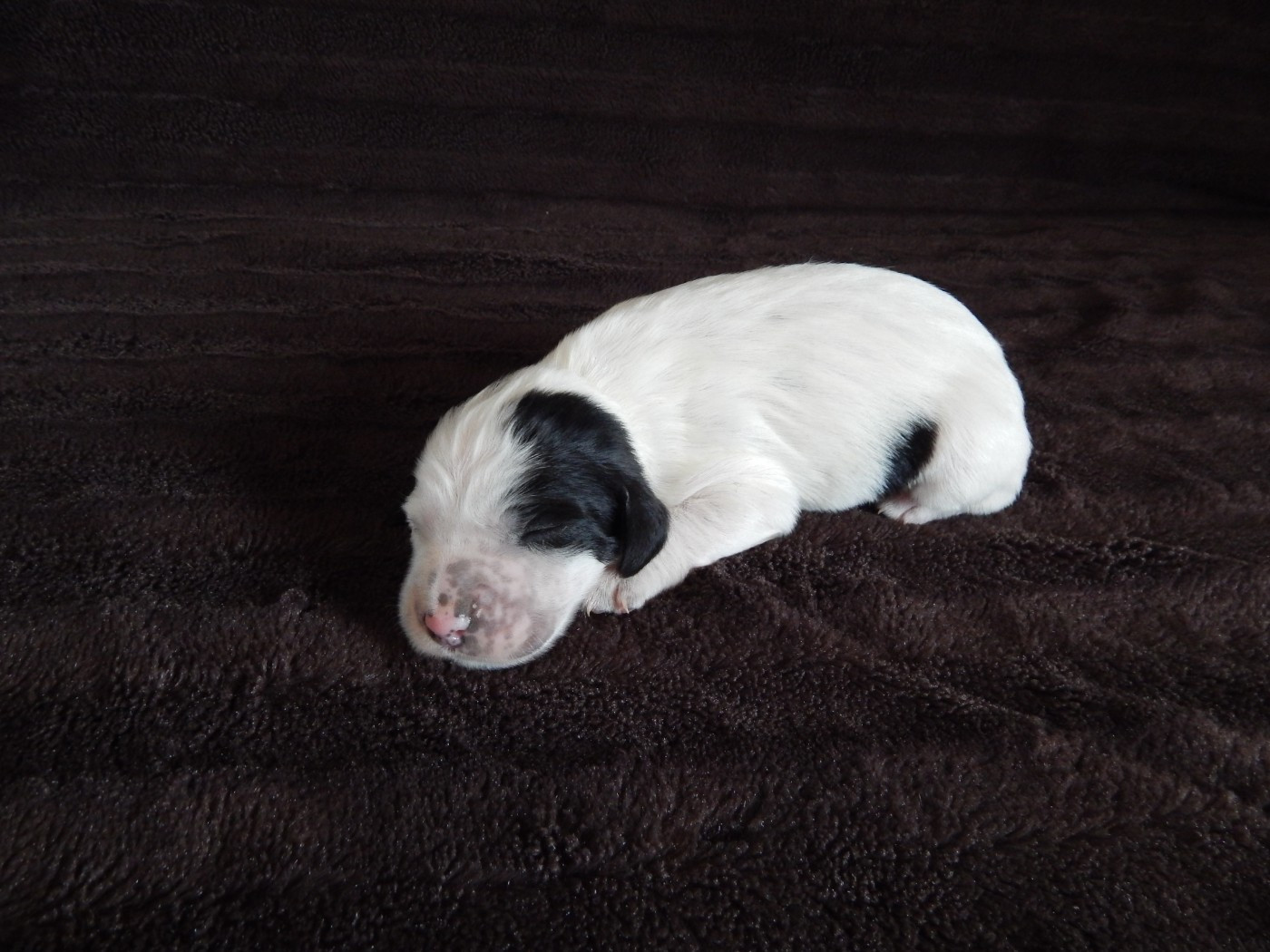 du Mas d'Eyraud - Chiots disponibles - Setter Anglais