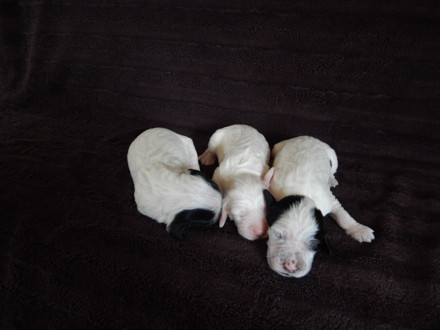 du Mas d'Eyraud - Setter Anglais - Portée née le 18/02/2026