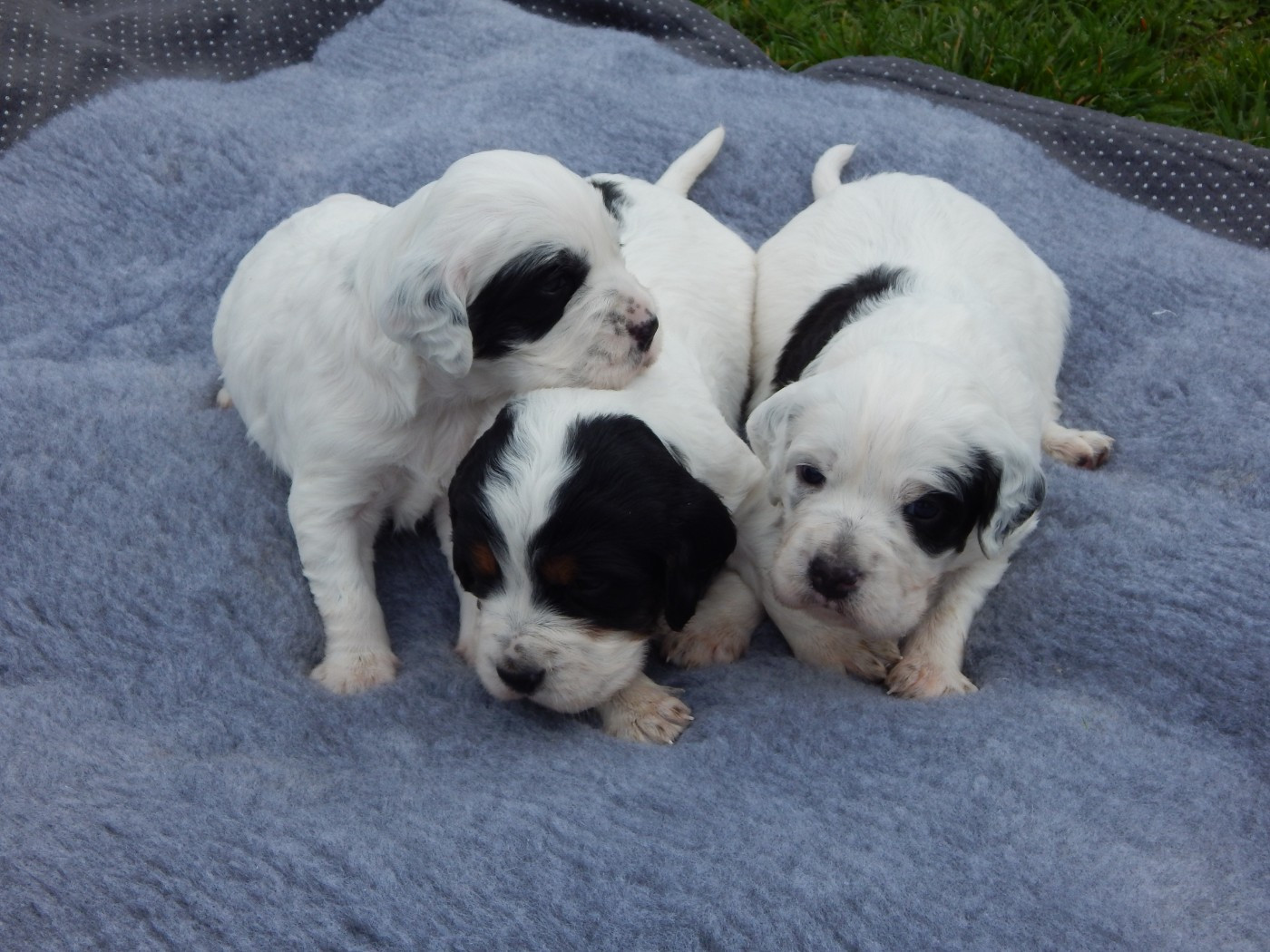 du Mas d'Eyraud - Setter Anglais - Portée née le 16/02/2026