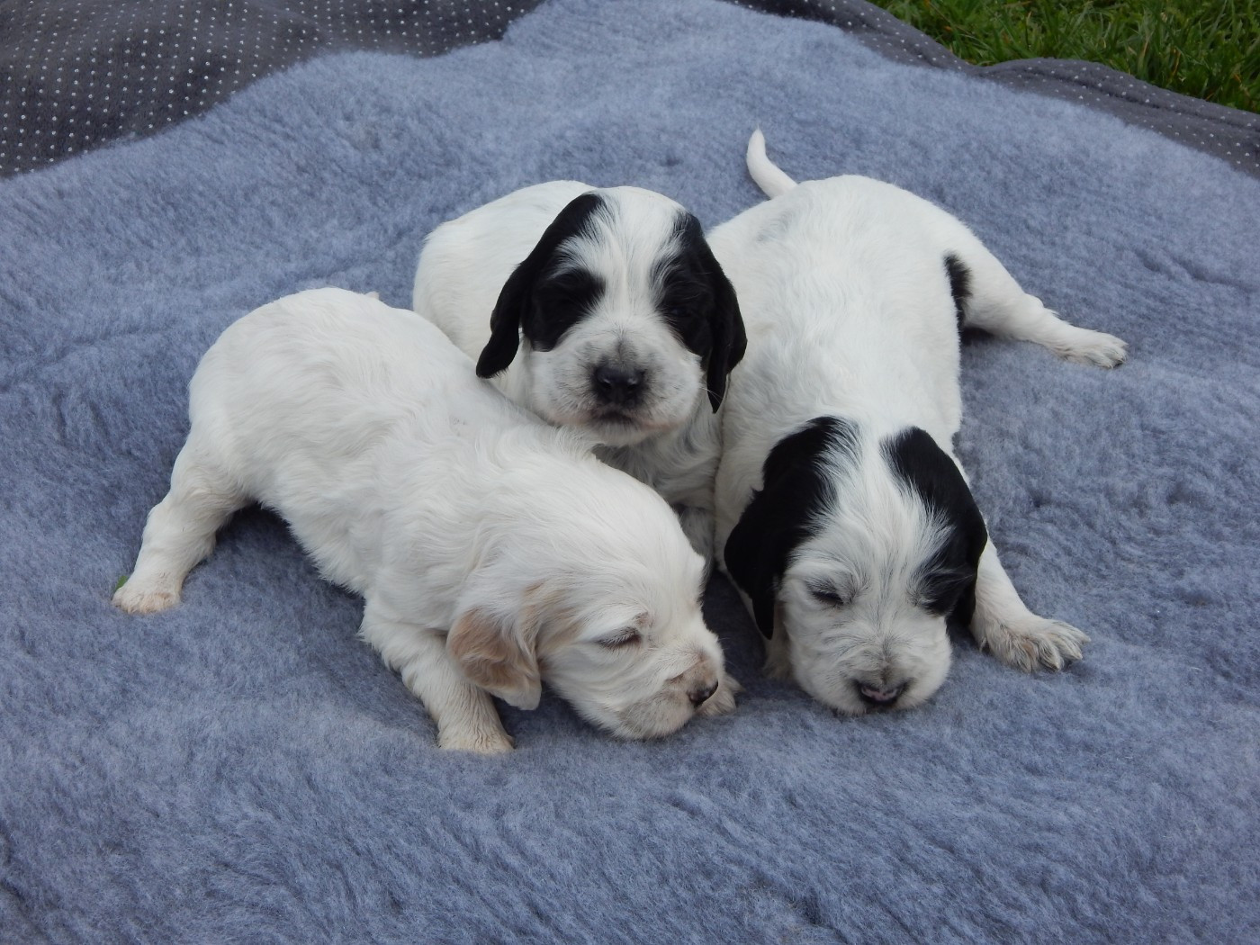 du Mas d'Eyraud - Setter Anglais - Portée née le 18/02/2026