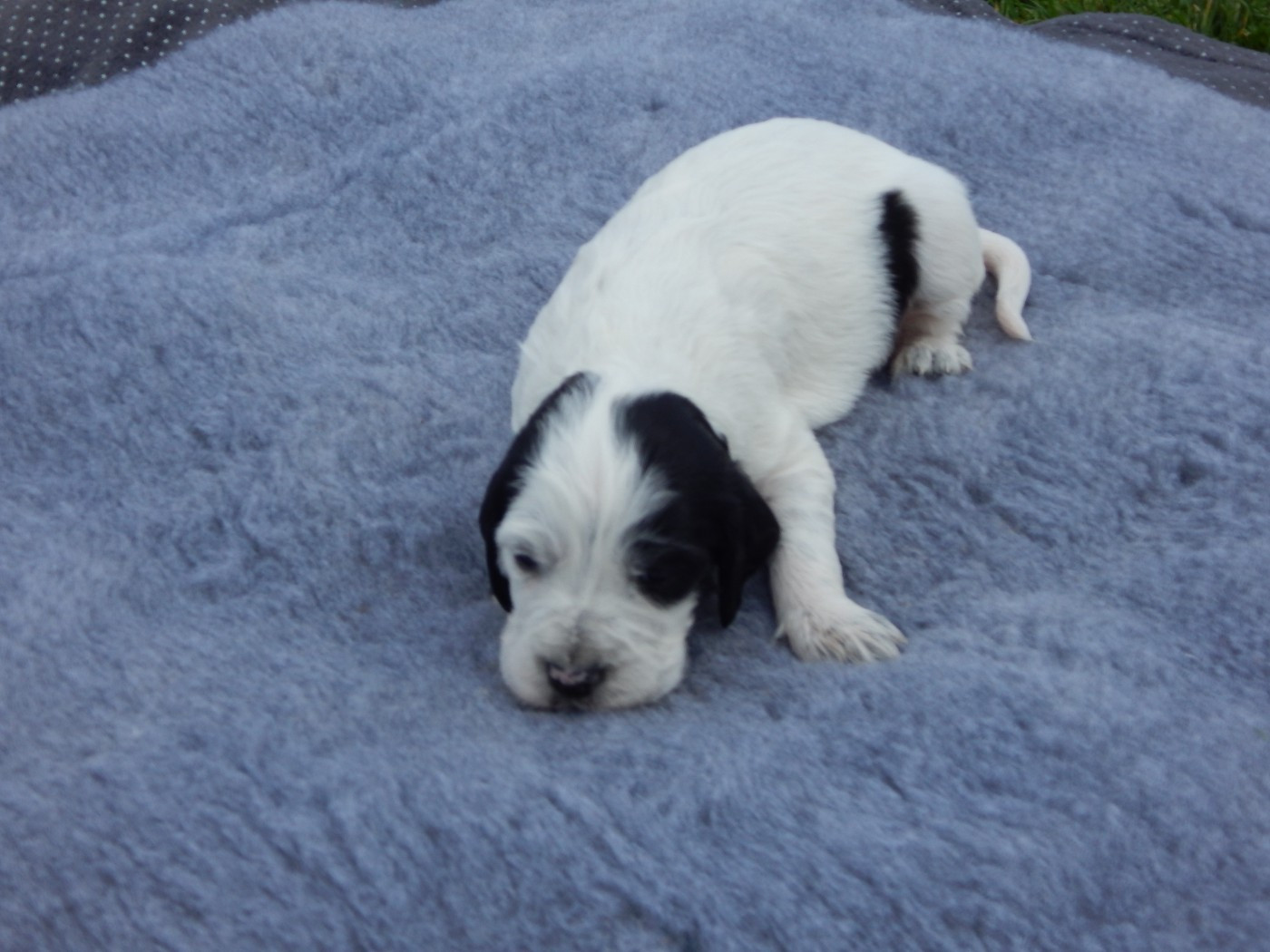 du Mas d'Eyraud - Chiots disponibles - Setter Anglais