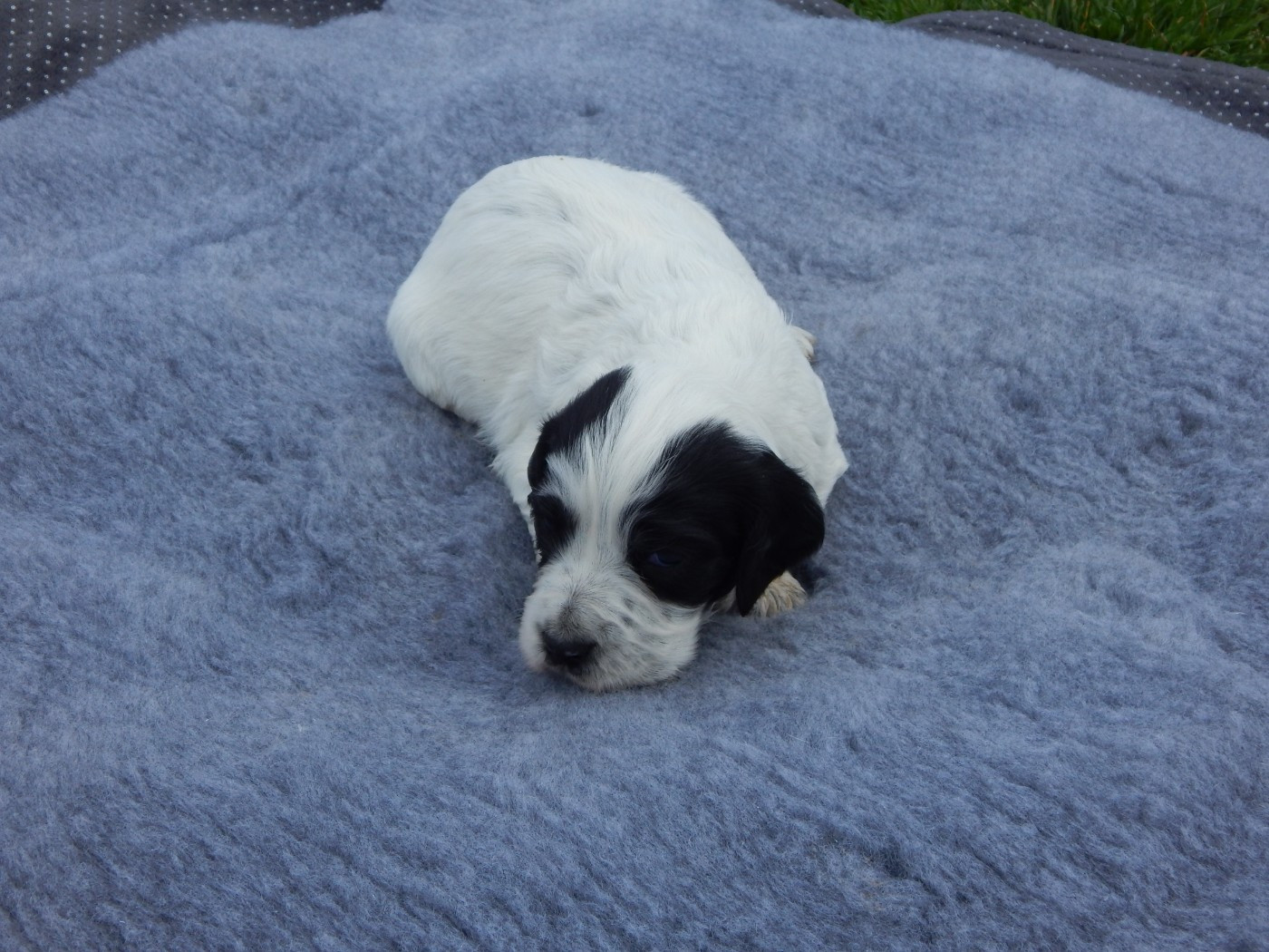 du Mas d'Eyraud - Chiots disponibles - Setter Anglais