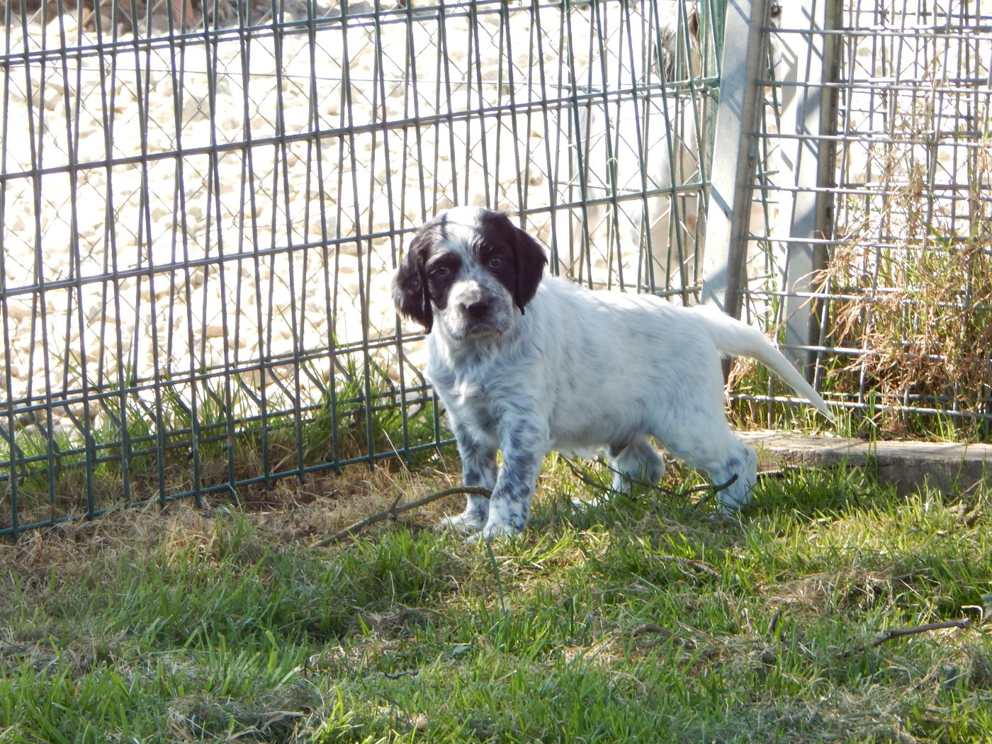 du Mas d'Eyraud - Chiots disponibles - Setter Anglais