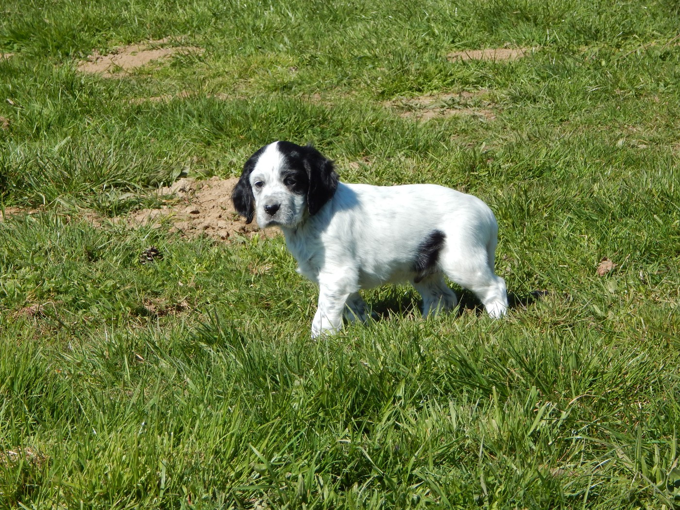 du Mas d'Eyraud - Chiots disponibles - Setter Anglais