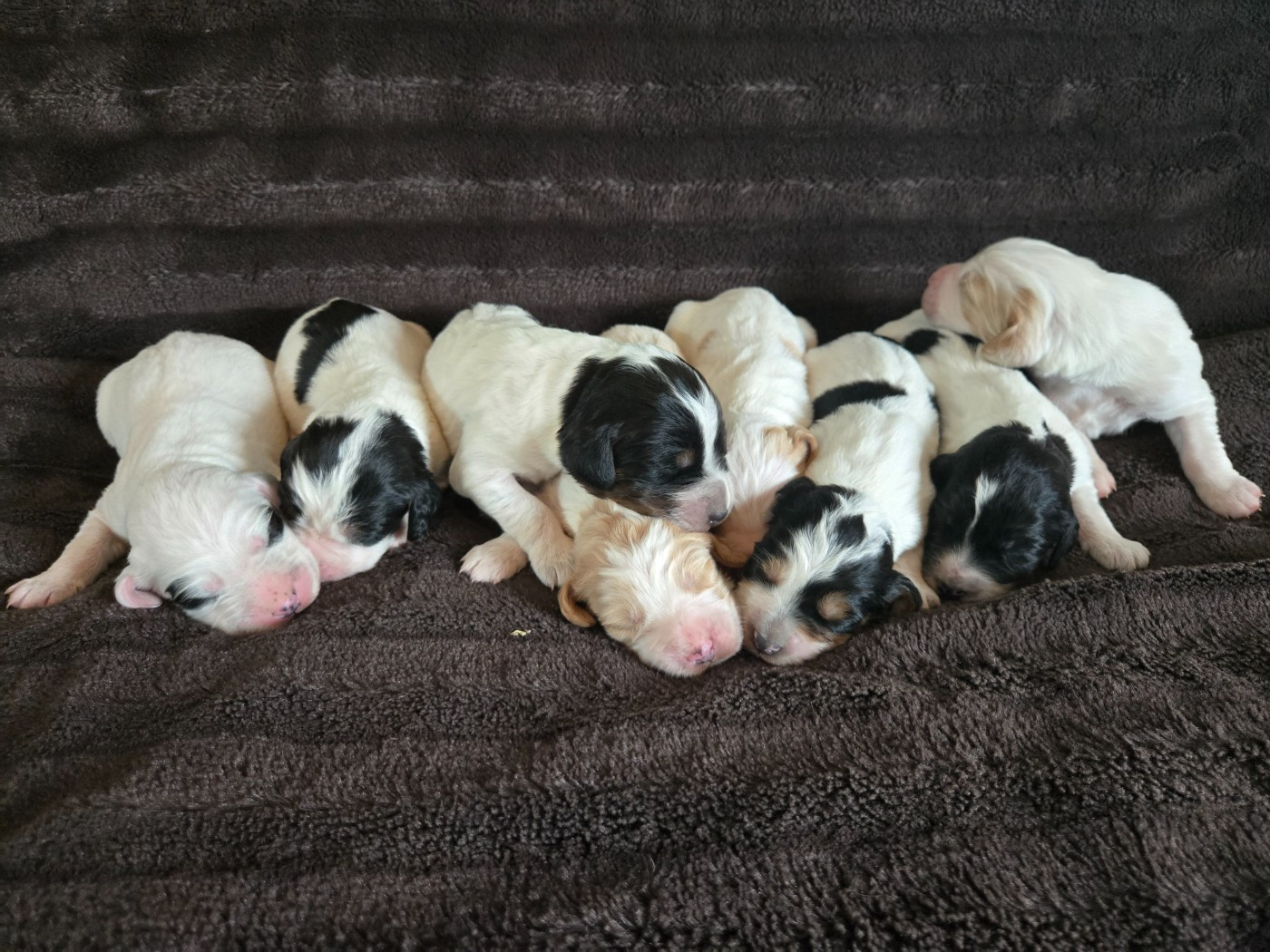 Chiot Setter Anglais du Mas d'Eyraud