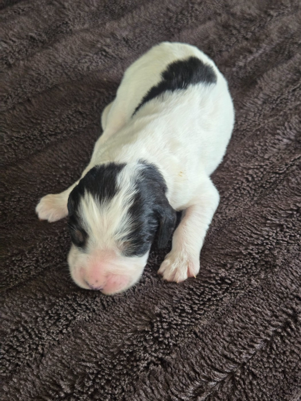 du Mas d'Eyraud - Chiots disponibles - Setter Anglais