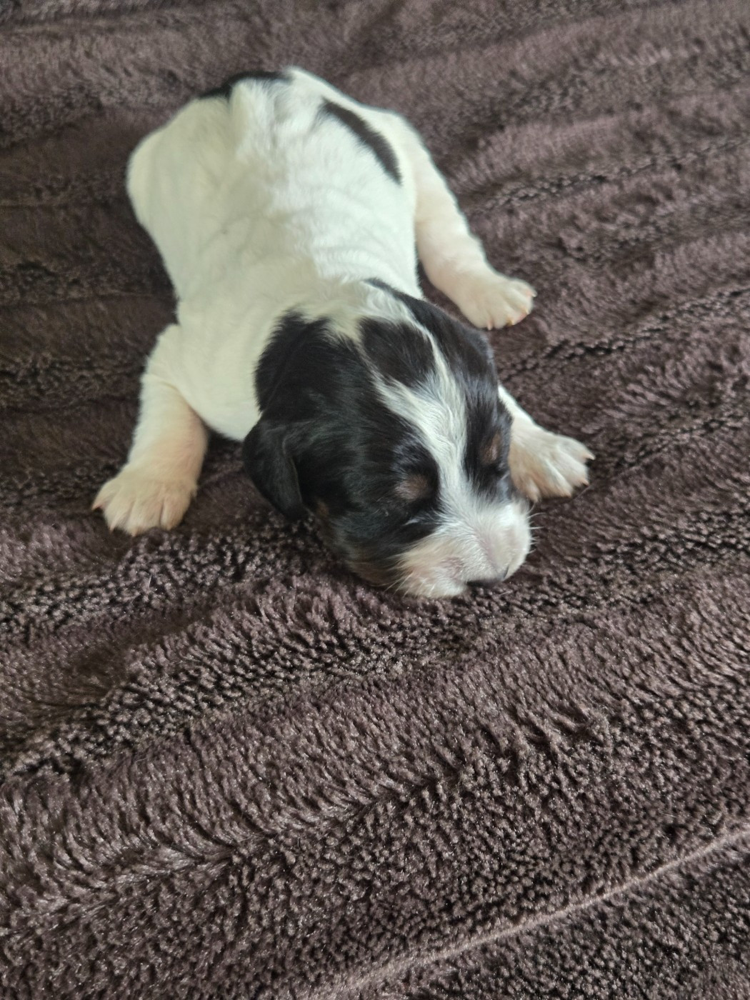 du Mas d'Eyraud - Chiots disponibles - Setter Anglais